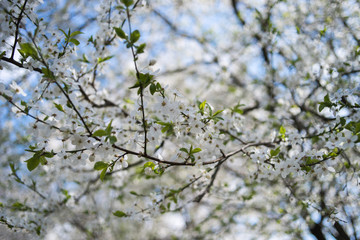 Flowering apple tree with white flowers on a spring sunny day with blue sky