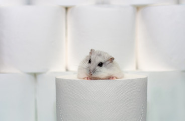Stocks of toilet paper. Comic hamster.Toilet paper purchase due to kronavirus concept. Cleanliness,...