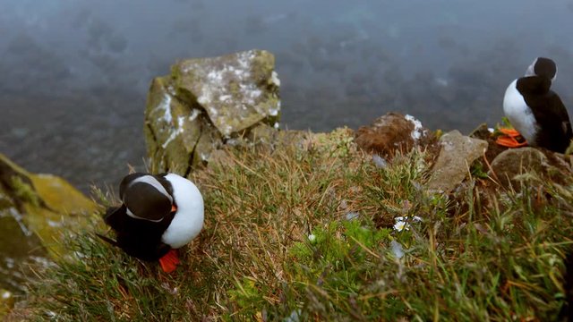 Puffins on the rocks at latrabjarg Iceland, close-up.