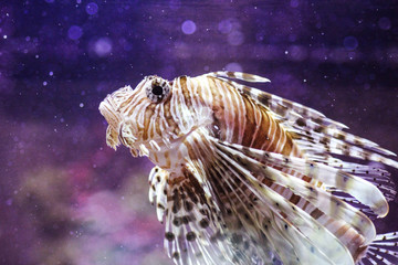 Nahaufnahme eines Feuerfisches