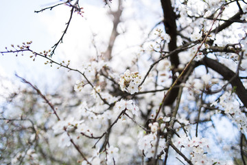 Flowering apple tree with white flowers on a spring sunny day with blue sky