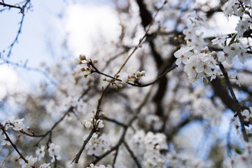 Flowering apple tree with white flowers on a spring sunny day with blue sky