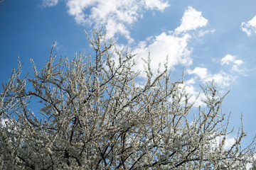 Flowering apple tree with white flowers on a spring sunny day with blue sky