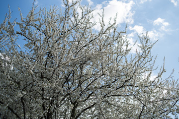Flowering apple tree with white flowers on a spring sunny day with blue sky