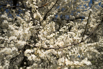 Flowering apple tree with white flowers on a spring sunny day with blue sky
