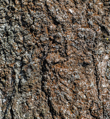 Texture of aspen bark close up. Aspen cultivated on the territory of eastern Ukraine. Spring period