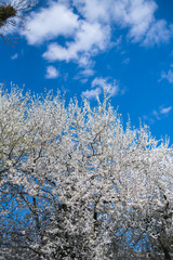 Flowering apple tree with white flowers on a spring sunny day with blue sky
