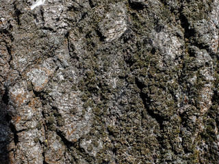 Texture of aspen bark close up. Aspen cultivated on the territory of eastern Ukraine. Spring period