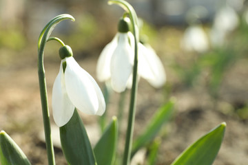 Beautiful blooming snowdrops in garden, closeup. First flowers