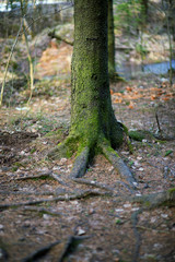 tree in the forest