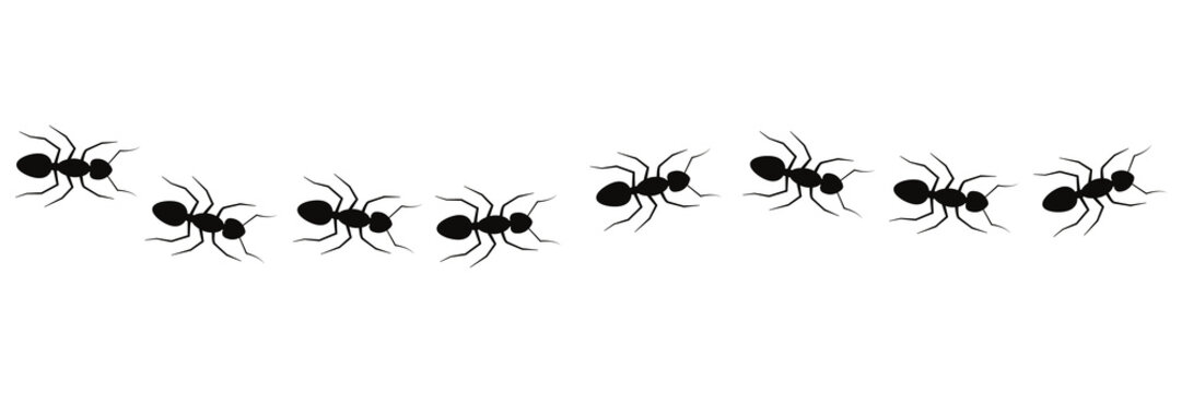 Line of working ants vector illustration isolated on white