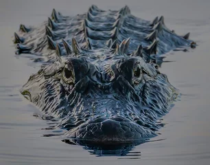 Fototapeten Alligator im Wasser © gunillphotodesign
