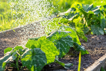 Watering vegetable zucchini growing in fertile soil in the garden. Farmer spraying water drops on...