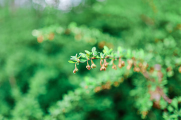 first greens of the spring