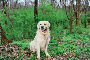 Spring has come and Joyka the Golden Retriever is enjoying it