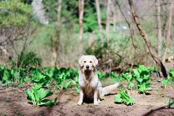 Joyka the Golden Retriever close up in the grass