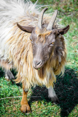 Portrait of a brown goat with a beard. Old goat chewing grass