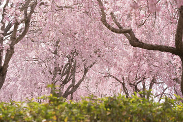 Full blossom shidare sakura in ibaraki JAPAN