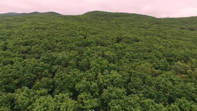 green forest in the mountains