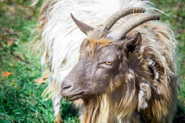 Portrait of a brown goat with a beard. Old goat chewing grass
