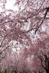 Full blossom shidare sakura in ibaraki JAPAN