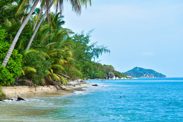 tropical beach with palm trees. Beautiful nature in the blue sea