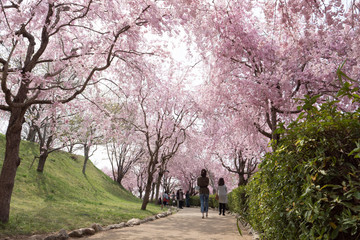 Fototapeta na wymiar Full blossom shidare sakura in ibaraki JAPAN