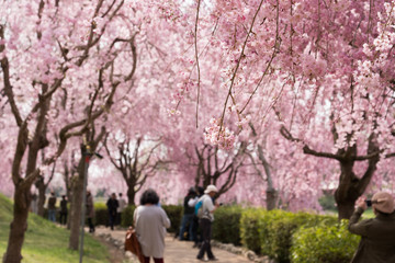 Full blossom shidare sakura in ibaraki JAPAN