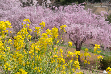 Obraz premium Rape blossoms and shidare sakura in Ibaraki Japan