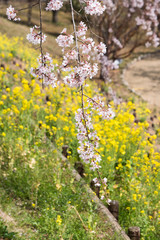 Full blossom shidare sakura in ibaraki JAPAN