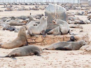 Fototapeta premium Seal colony on Namibia Atlantic Coast