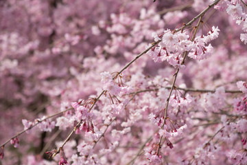 Full blossom shidare sakura in ibaraki JAPAN