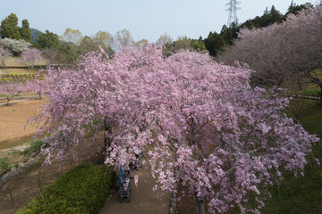 Full blossom shidare sakura in ibaraki JAPAN