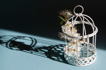 Birdcage with a flowering branch inside and hard shadows. Symbol of quarantine and spring 2020.