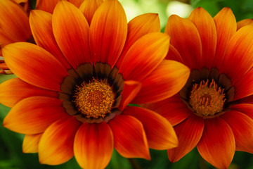 Close-up of Gazania Flowers