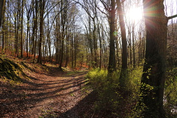 Sonnenstrahlen im Wald (Frühling) - Waldweg