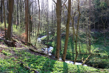 Bachlauf im im grünen Wald (Frühling)