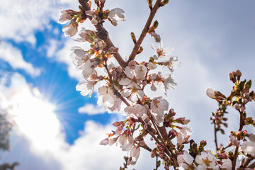 cherry blossom in spring