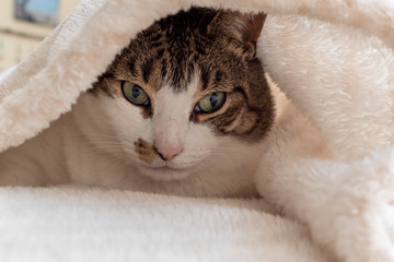 close up of a brown and white tabby cat