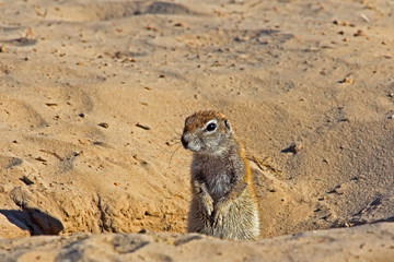 Inquisitive Ground Squirrel with paws together
