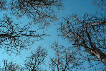 Tree branches against the blue sky. Aspen Grove. Spring is a clear day. Bottom view of the trees.