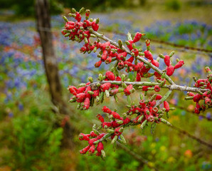 Christmas Cactus and Bluebonnets in Texas Hill Country