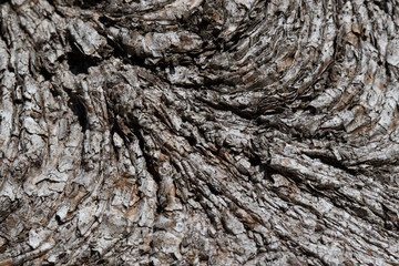 Close up detail of texture and lines in old tree bark with a dusting of frost