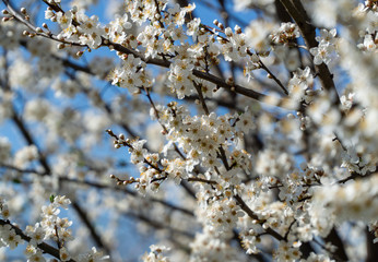 Spring tree flowers