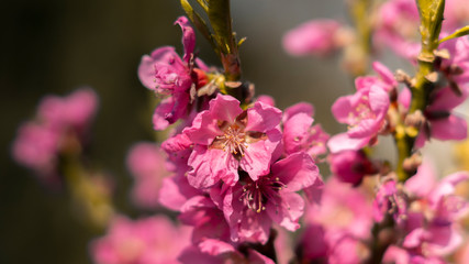 magenta / pink blühende Blüte mit Geäst und grünen Hintergrund und seitlich erhellt