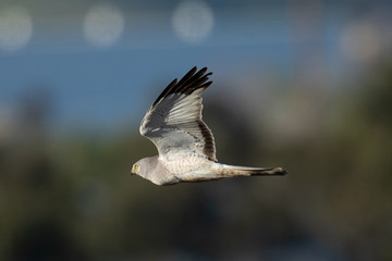 Extremely close view of a male hen harrier gliding while hunting, seen in the wild in North California