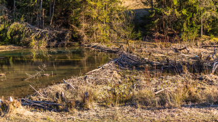 Żeremie bobrów  na potoku  Jurgówczyk