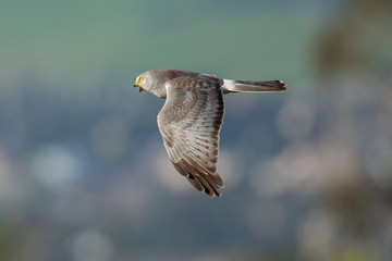 Extremely close view of a male hen harrier gliding while hunting, seen in the wild in North California