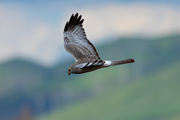 Extremely close view of a male hen harrier gliding while hunting, seen in the wild in North California