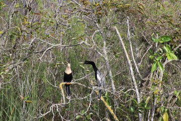 an anhinga out in the swamp